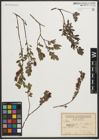 Foto von Salix myrtilloides L. x Salix repens L.